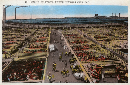 Scene In A Stock Yard - Kansas City  Missouri Poster Print By Mary Evans / Grenville Collins Postcard Collection - Item # VARMEL10679499