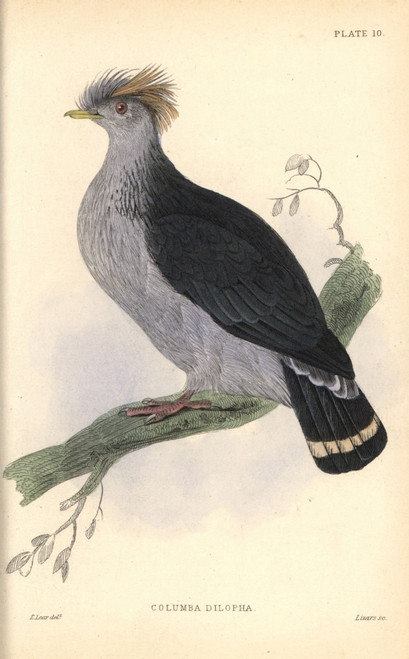 Topknot Pigeon  Lopholaimus Antarcticus Poster Print By ® Florilegius / Mary Evans - Item # VARMEL10938853