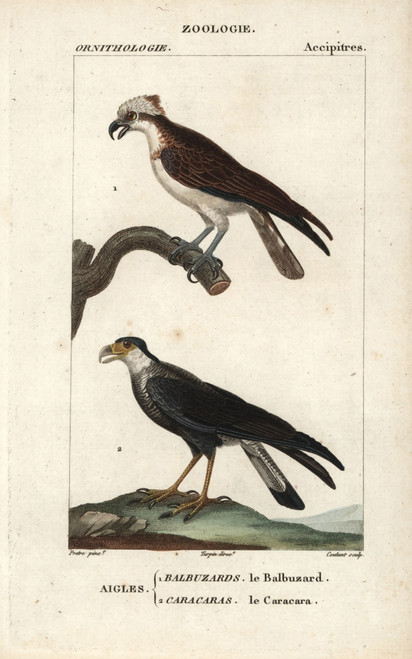 Osprey  Pandion Haliaetus  And Southern Crestedà Poster Print By ® Florilegius / Mary Evans - Item # VARMEL10938950