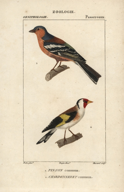 Chaffinch  Fringilla Coelebs  And Goldfinchà Poster Print By ® Florilegius / Mary Evans - Item # VARMEL10938922