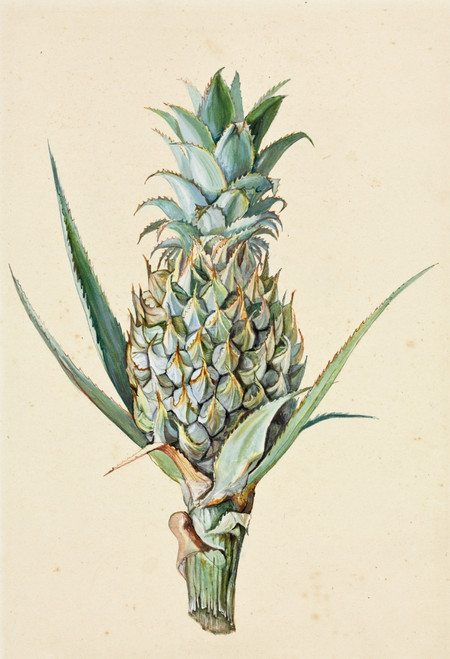 Ananas Comosus  Pineapple Poster Print By Mary Evans / Natural History Museum - Item # VARMEL10987643