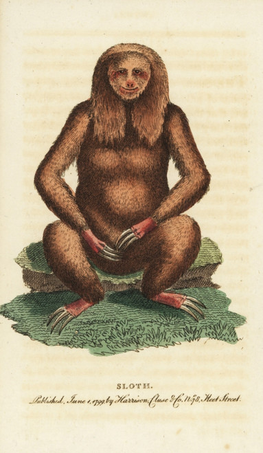 Three-Toed Sloth  Bradypus Tridactylus Poster Print By ® Florilegius / Mary Evans - Item # VARMEL10937853