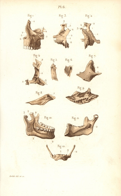 Jaw Bones Poster Print By ® Florilegius / Mary Evans - Item # VARMEL10939614