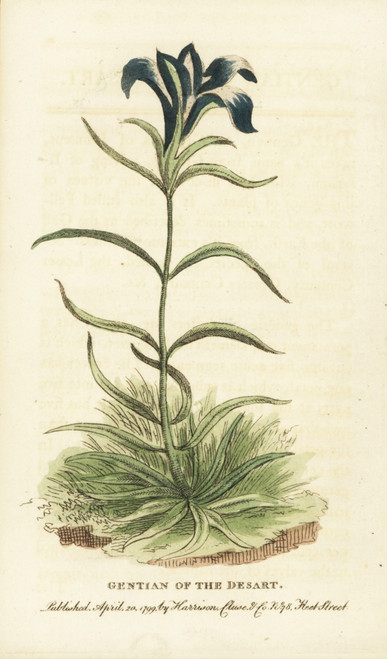 Pine Barren'S Gentian  Gentiana Autumnalis Poster Print By ® Florilegius / Mary Evans - Item # VARMEL10937950