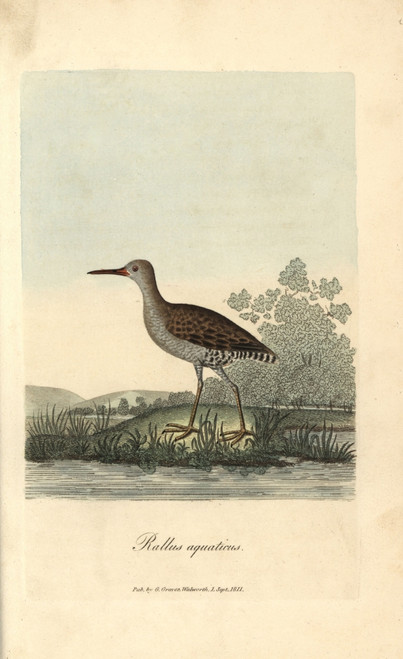Water Rail  Rallus Aquaticus Poster Print By ® Florilegius / Mary Evans - Item # VARMEL10937378
