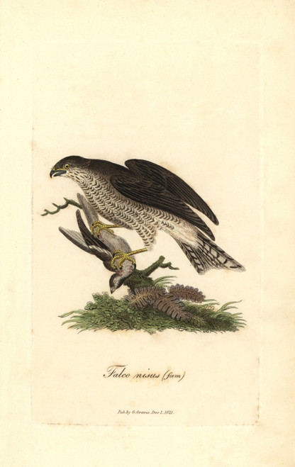 Eurasian Sparrowhawk  Accipiter Nisus  Female Poster Print By ® Florilegius / Mary Evans - Item # VARMEL10937439