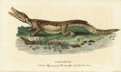 American Crocodile  Crocodylus Acutus Poster Print By ® Florilegius / Mary Evans - Item # VARMEL10937859