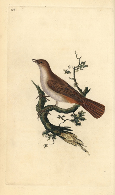 Nightingale  Luscinia Megarhynchos Poster Print By ® Florilegius / Mary Evans - Item # VARMEL10936225