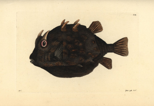 Striped Cowfish  Aracana Aurita Poster Print By ® Florilegius / Mary Evans - Item # VARMEL10940464