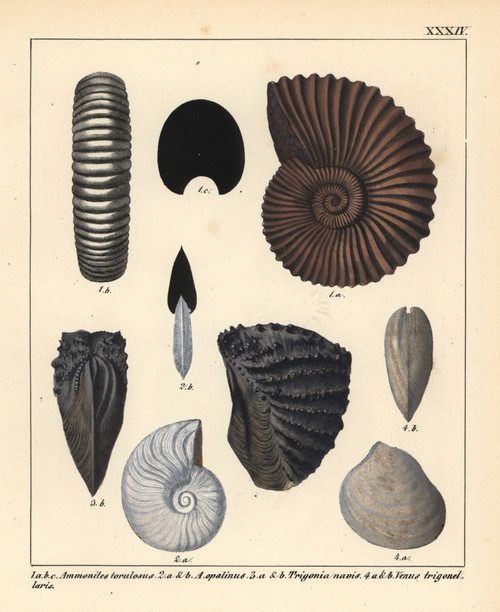 Extinct Fossil Gastropods: Ammonites Torulosusà Poster Print By ® Florilegius / Mary Evans - Item # VARMEL10941109