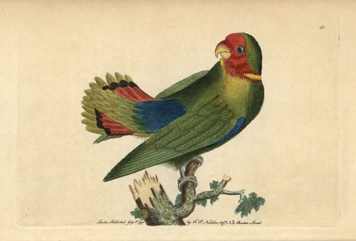 Guinea Parrakeet Or Red-Headed Lovebird  Agapornis Pullarius Poster Print By ® Florilegius / Mary Evans - Item # VARMEL10940856