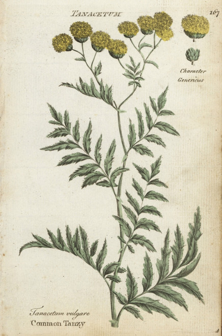 Common Tansy  Tanacetum Vulgare Poster Print By ® Florilegius / Mary Evans - Item # VARMEL10935919