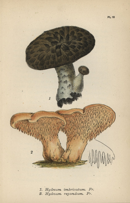 Imbricated Steccherino  Hydnum Imbricatum 1À Poster Print By ® Florilegius / Mary Evans - Item # VARMEL10935598