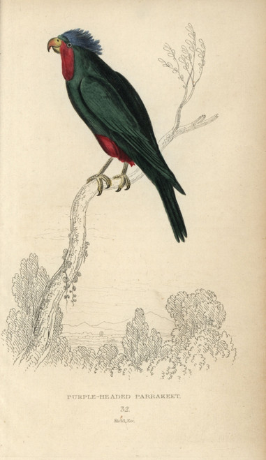 Blue Crowned Lorikeet  Vini Australis Poster Print By ® Florilegius / Mary Evans - Item # VARMEL10939108