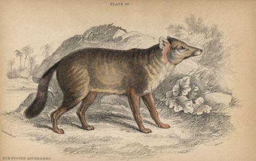 Darwin'S Fox  Lycalopex Fulvipes Critically Endangered Poster Print By ® Florilegius / Mary Evans - Item # VARMEL10938822
