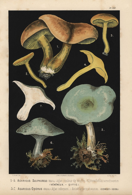 Sulphur Knight Or Gas Agaric  Tricholoma Sulphureumà Poster Print By ® Florilegius / Mary Evans - Item # VARMEL10939297