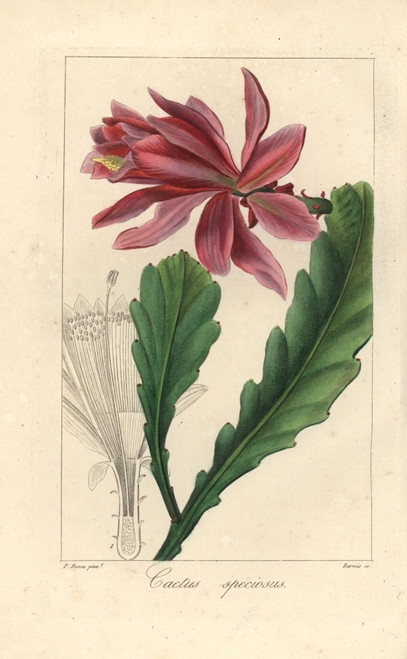 Orchid Cactus  Disocactus Speciosus Poster Print By ® Florilegius / Mary Evans - Item # VARMEL10934653