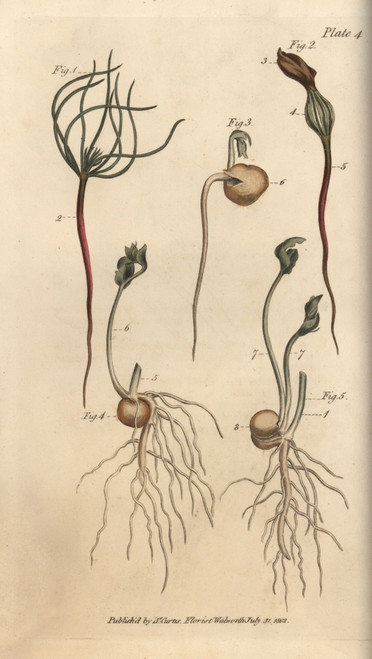 Pea  Pisum Sativum  Seeds In Stages Of Vegetation Poster Print By ® Florilegius / Mary Evans - Item # VARMEL10936080