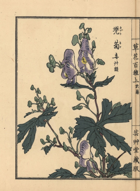 Monkshood  Aconitum Napellus Poster Print By ® Florilegius / Mary Evans - Item # VARMEL10938711