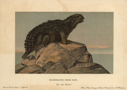 Hylaeosaurus  Extinct Genus Of Herbivore From The Cretaceous Poster Print By ® Florilegius / Mary Evans - Item # VARMEL10937759
