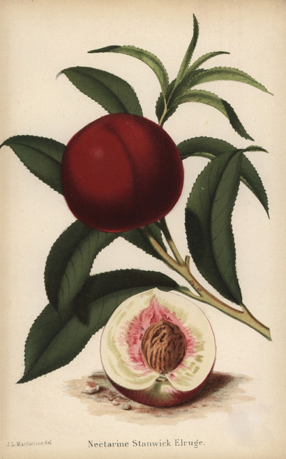 Stanwick Elruge Nectarine  Prunus Persica Cultivar Poster Print By ® Florilegius / Mary Evans - Item # VARMEL10936651