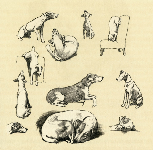 Illustration By Cecil Aldin  Fox Terrier Posing As Model Poster Print By Mary Evans Picture Library - Item # VARMEL10980260