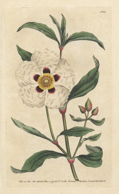 Gum Cistus Or Rock Rose  Cistus Cyprius Poster Print By ® Florilegius / Mary Evans - Item # VARMEL10934834 Gum Cistus Or Rock Rose  Cistus Cyprius Poster Print By ® Florilegius / Mary Evans - Item # VARMEL10934834