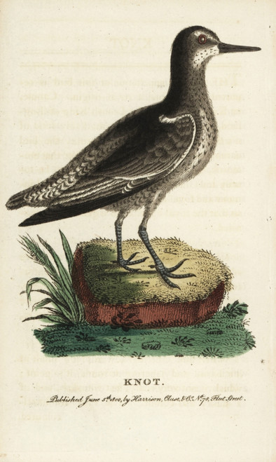 Knot  Calidris Canutus Poster Print By ® Florilegius / Mary Evans - Item # VARMEL10937991