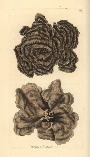 Leptoseris Nobilis Coral Poster Print By ® Florilegius / Mary Evans - Item # VARMEL10940742 Leptoseris Nobilis Coral Poster Print By ® Florilegius / Mary Evans - Item # VARMEL10940742