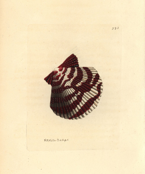 Variegated Scallop  Chlamys Varia Poster Print By ® Florilegius / Mary Evans - Item # VARMEL10940824