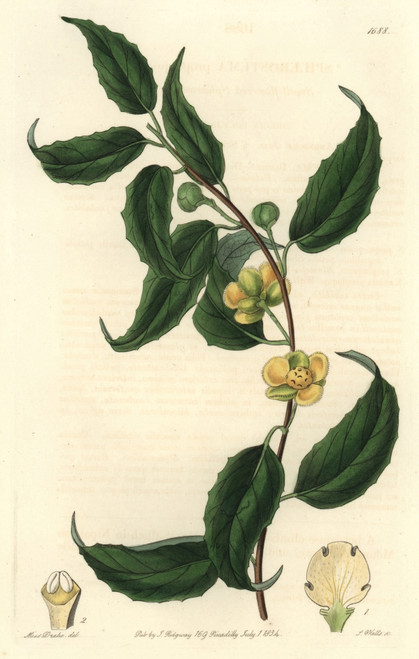Magnolia Vine  Schisandra Propinqua Poster Print By ® Florilegius / Mary Evans - Item # VARMEL10935219