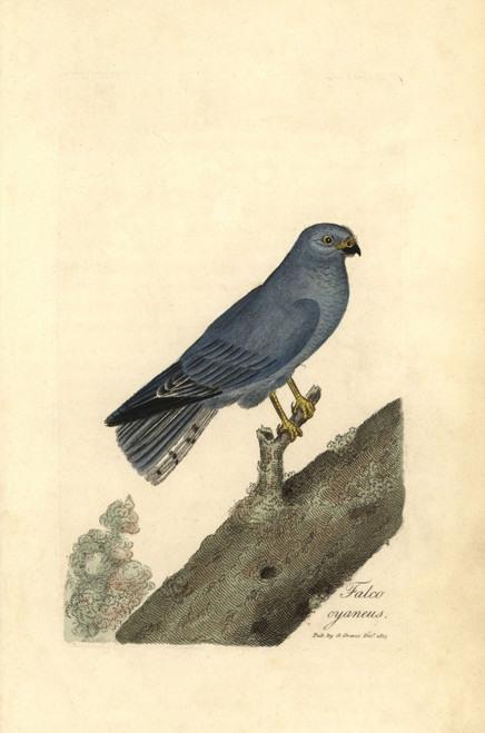 Northern Harrier Or Blue Hawk  Circus Cyaneus Poster Print By ® Florilegius / Mary Evans - Item # VARMEL10937437