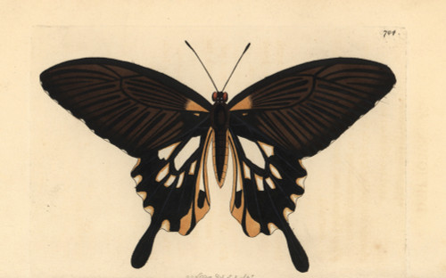 Papilio Deiphobus Variety Poster Print By ® Florilegius / Mary Evans - Item # VARMEL10940728