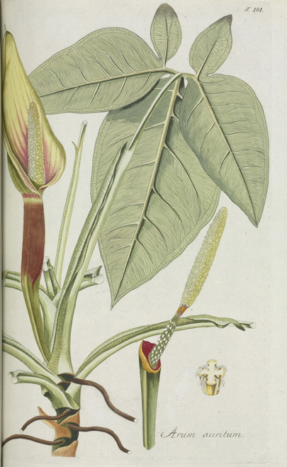 Arum Auritum Poster Print By Mary Evans / Natural History Museum - Item # VARMEL10716802