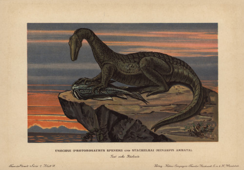 Protorosaurus Speneri  A Lizard-Like Reptileà Poster Print By ® Florilegius / Mary Evans - Item # VARMEL10937674