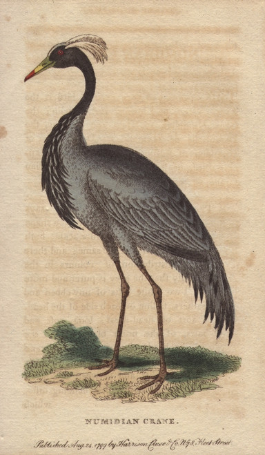 Numidian Crane  Demoiselle Crane Or Dancingà Poster Print By ® Florilegius / Mary Evans - Item # VARMEL10940984