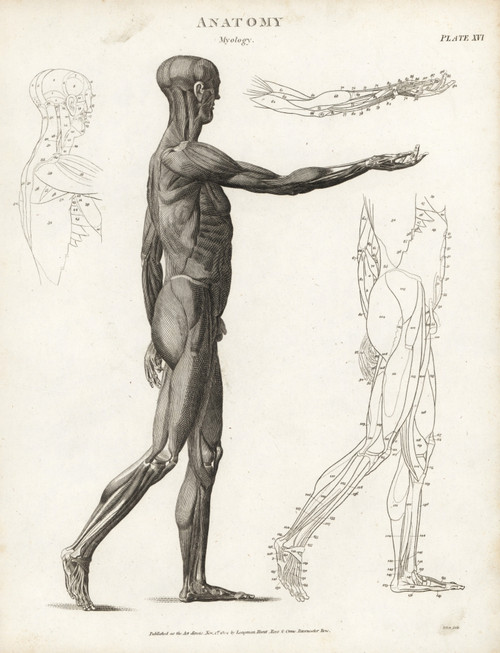 Anatomy Of Human Musculature Poster Print By ® Florilegius / Mary Evans - Item # VARMEL10935386
