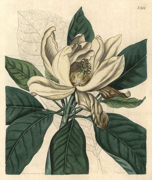 Thomson'S New Swamp Magnolia  Magnolia Glauca Major Poster Print By ® Florilegius / Mary Evans - Item # VARMEL10936035
