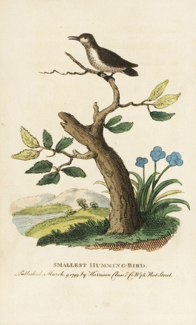 Smallest Or Bee Hummingbird  Mellisuga Helenae Poster Print By ® Florilegius / Mary Evans - Item # VARMEL10937962