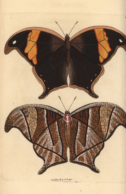 Caerois Chorinaeus Butterfly Poster Print By ® Florilegius / Mary Evans - Item # VARMEL10940740 Caerois Chorinaeus Butterfly Poster Print By ® Florilegius / Mary Evans - Item # VARMEL10940740