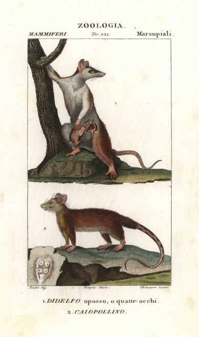 Gray Four-Eyed Opossum  Didelphis Opossumà Poster Print By ® Florilegius / Mary Evans - Item # VARMEL10936142