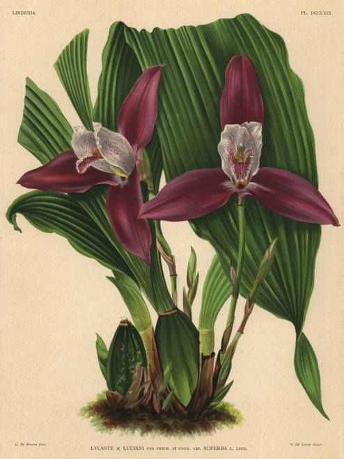 Lycaste Luciani Hybrid Orchid  Superb Variety Poster Print By ® Florilegius / Mary Evans - Item # VARMEL10939339