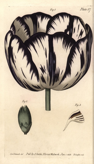 Calyx Of The Tulip Tulipa And Carnation Dianthusà Poster Print By ® Florilegius / Mary Evans - Item # VARMEL10936077