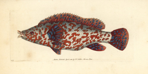 Variegated Wrasse  Labrus Tinca Poster Print By ® Florilegius / Mary Evans - Item # VARMEL10940642