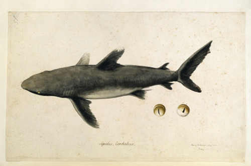 Carcharhinus Sp. Poster Print By Mary Evans / Natural History Museum - Item # VARMEL10706791 Carcharhinus Sp. Poster Print By Mary Evans / Natural History Museum - Item # VARMEL10706791