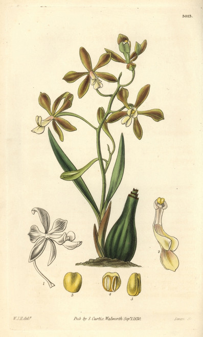 Spreading-Flowered Encyclia Orchid  Encyclia Patens Poster Print By ® Florilegius / Mary Evans - Item # VARMEL10934963