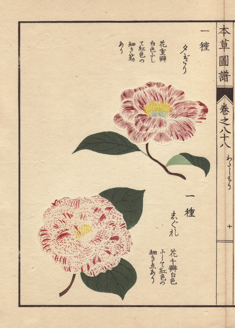 Pink And White Camellias  Yufugiri And Shigureà Poster Print By ® Florilegius / Mary Evans - Item # VARMEL10938598