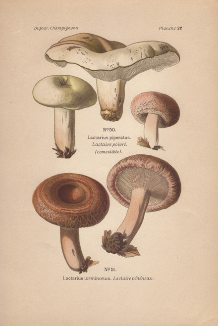 Edible Peppery Mik-Cap Lactarius Piperatusà Poster Print By ® Florilegius / Mary Evans - Item # VARMEL10936416
