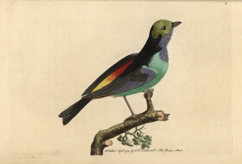 Paradise Tanager  Tangara Chilensis Poster Print By ® Florilegius / Mary Evans - Item # VARMEL10940861