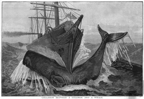 Collision/Whale & Ship Poster Print By Mary Evans Picture Library - Item # VARMEL10013271